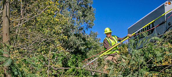Once the limbs are on the ground, James Wren goes to work on them with a pole pruner.