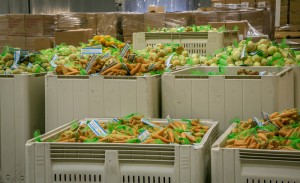 IBEW 1245 volunteers helped prepare thousands of pounds of produce for distribution to families in "food deserts"