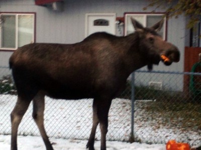 Moose munching on pumpkin