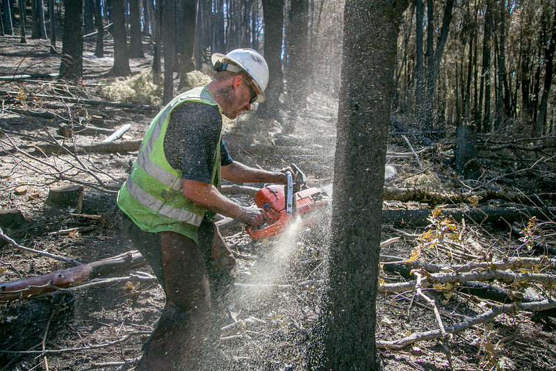 Charles Rowe returned to his job as a tree trimmer almost immediately, despite losing his home and all his possessions in the Valley Fire. Photo by John Storey