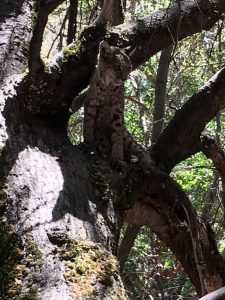 Pintane captured this photo of the bobcat in a tree