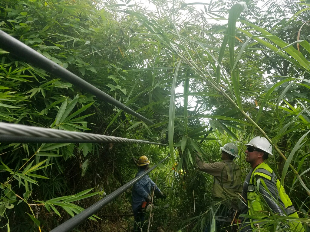 Cayleb Bowman’s crew finding the wire in the jungle